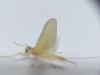 Heptageniinae inconnu